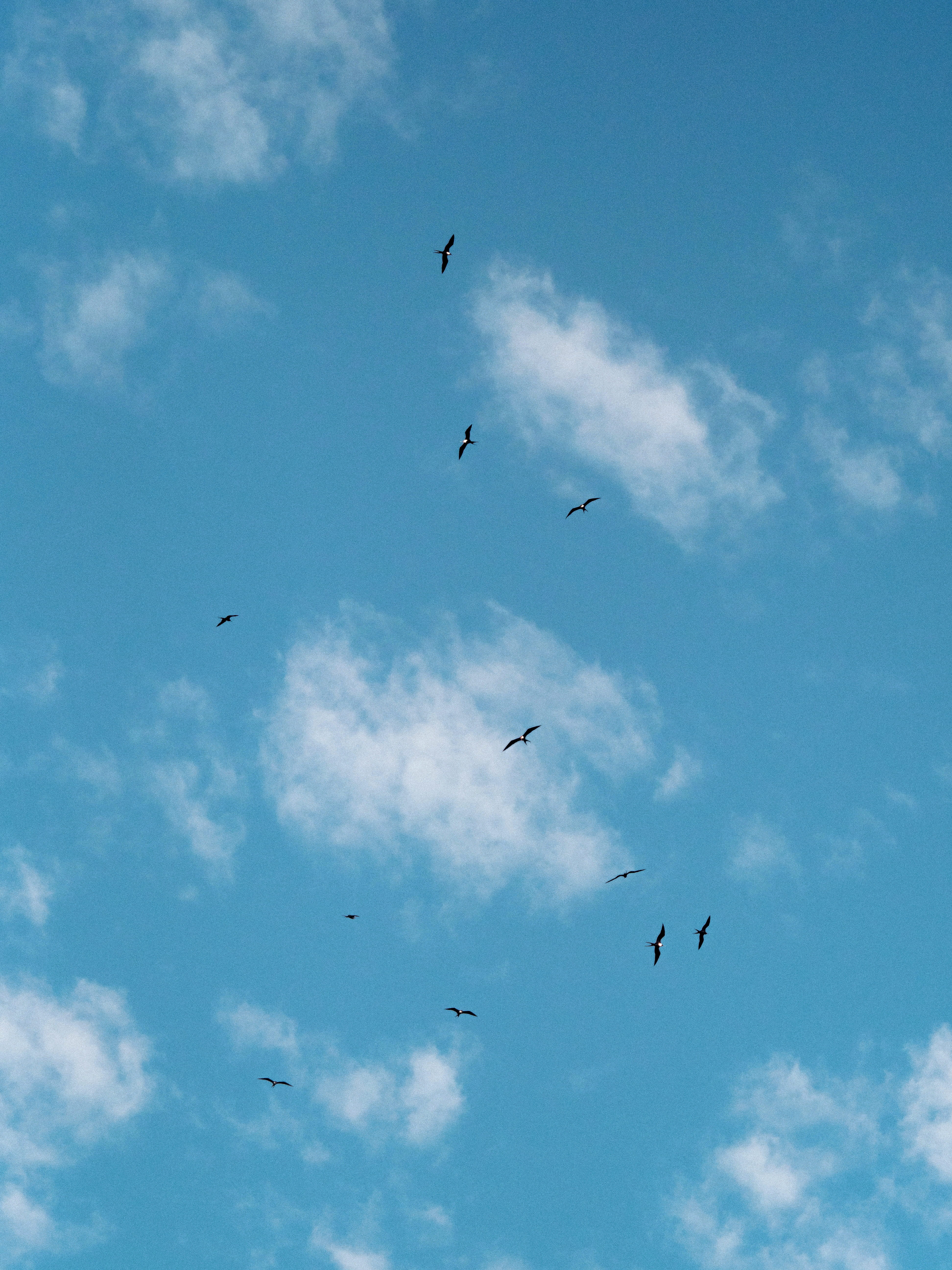 flock-flying-galapagos-petrels-galapagos-islands (1).jpg
